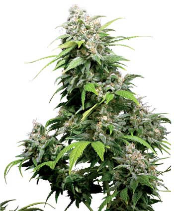 graine cannabis california indica  10  indoor/greenhouse