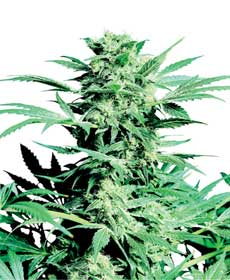 cannabis seeds shiva skunk   indoor/greenhouse