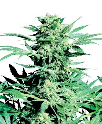 graine cannabis shiva skunk   indoor/greenhouse