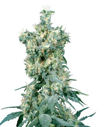 graine cannabis american dream  10  indoor/greenhouse