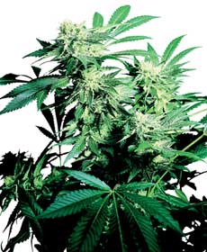 cannabis seeds skunk kush   indoor/greenhouse