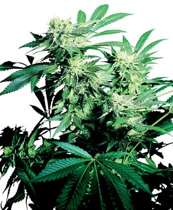 cannabis seeds skunk kush   indoor/greenhouse