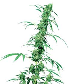 cannabis seeds fruity juice  10  indoor/greenhouse