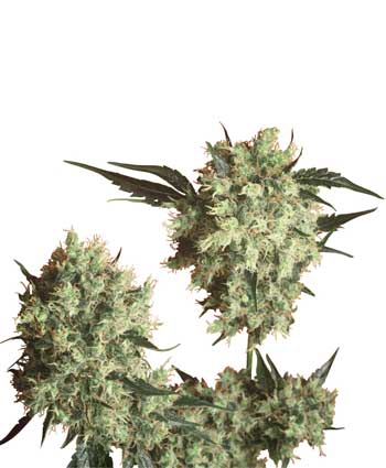 cannabis seeds marley's collie