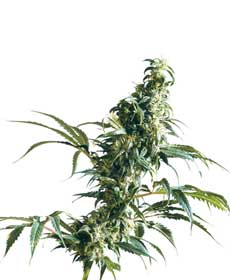 cannabis seeds mexican sativa   outdoor