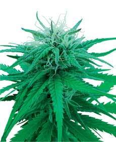 graine cannabis ruderalis indica  10  outdoor
