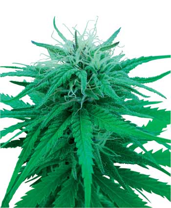 graine cannabis ruderalis indica  10  outdoor