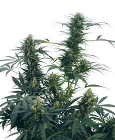 cannabis seeds guerrilla's gusto  10  outdoor
