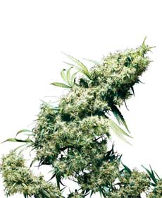 cannabis seeds jamaican pearl  10  outdoor