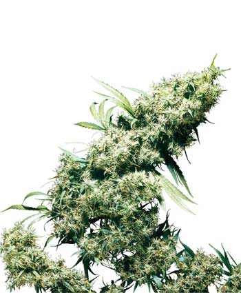 cannabis seeds jamaican pearl  10  outdoor