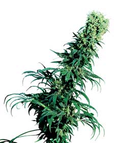 graine cannabis early pearl  10  outdoor