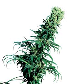 cannabis seeds early pearl  10  outdoor