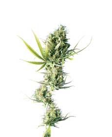 cannabis seeds durban   outdoor