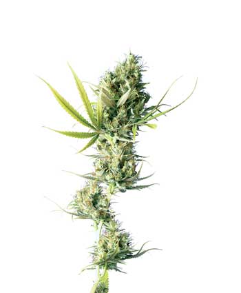 cannabis seeds durban   outdoor