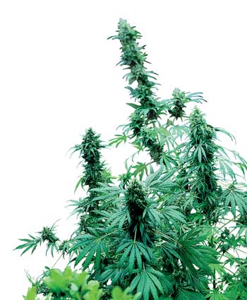 cannabis seeds early skunk  10  outdoor