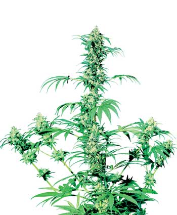 cannabis seeds early girl  10  outdoor