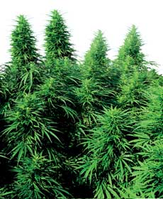 cannabis seeds ruderalis skunk  10 outdoor