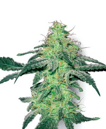 cannabis seeds white skunk  10  regular wl