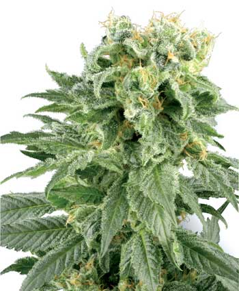 cannabis seeds double gum  10  regular wl