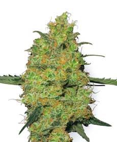 graine cannabis master kush  10  regular wl