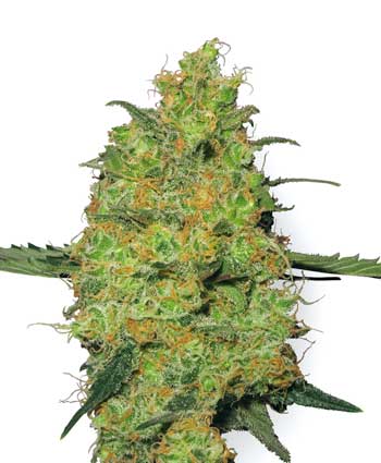 cannabis seeds master kush  10  regular wl