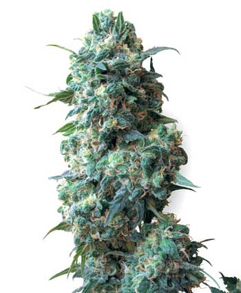 cannabis seeds afghan kush  10  regular wl