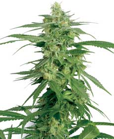 cannabis seeds hollands hope  10  outdoor wl