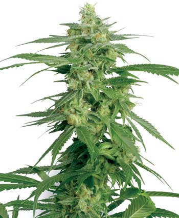 cannabis seeds hollands hope  10  outdoor wl