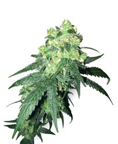 graine cannabis wl rhino  10  regular wl
