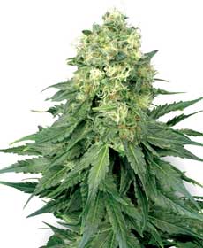 cannabis seeds white widow  10  regular wl