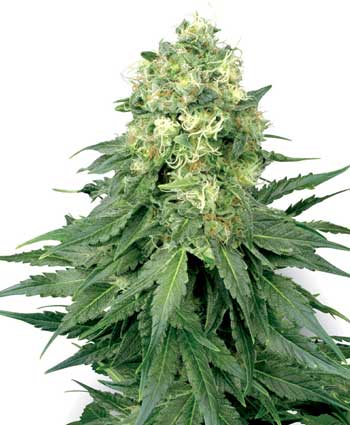 cannabis seeds white widow  10  regular wl