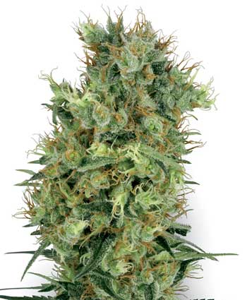 cannabis seeds cal orange bud  10  regular wl