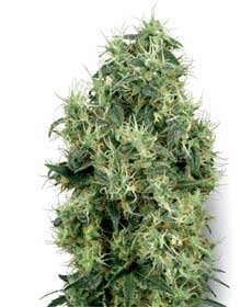 cannabis seeds white gold  10 regular wl