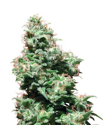 cannabis seeds kali haze  10 regular wl