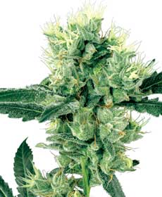 cannabis seeds white haze  10 regular wl