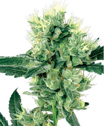 cannabis seeds white haze  10 regular wl