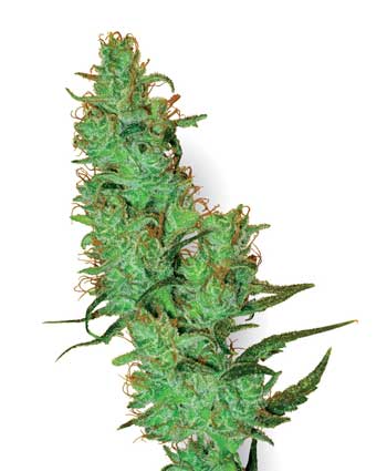 cannabis seeds jack herer white label  10 regular wl