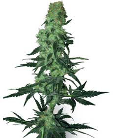 cannabis seeds amnesia white  10  regular wl