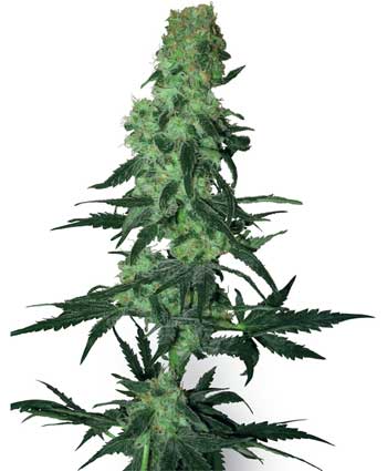 cannabis seeds amnesia white  10  regular wl