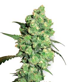 cannabis seeds super skunk  10  regular wl