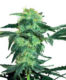 cannabis seeds white ice  10  regular wl