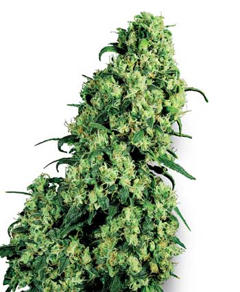 skunk no 1    10 feminised seeds wl