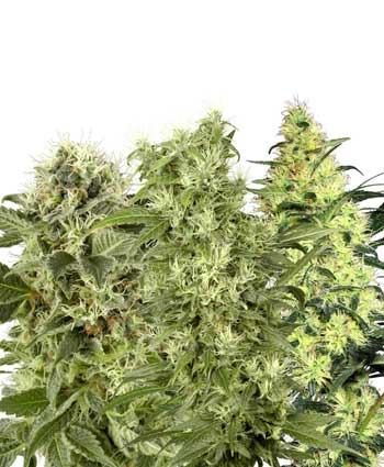 female mix   10 feminised seeds wl