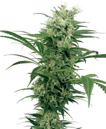 sativa mix feminised