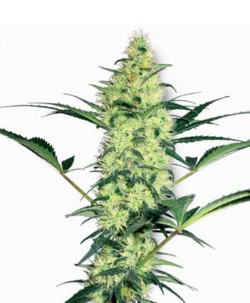 white diesel    10 feminised seeds wl