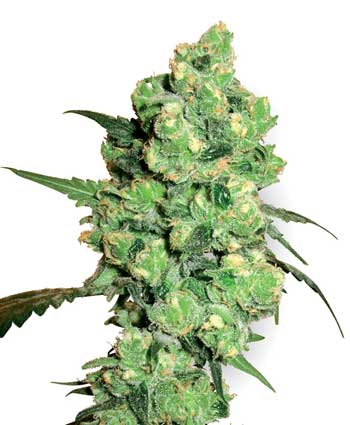 super skunk    10 feminised seeds wl