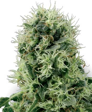 pure power plant    10 feminised seeds wl