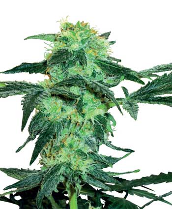 white ice    10 feminised seeds wl