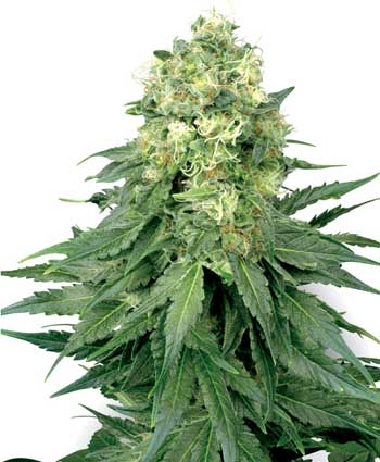 white widow    10 feminised seeds wl