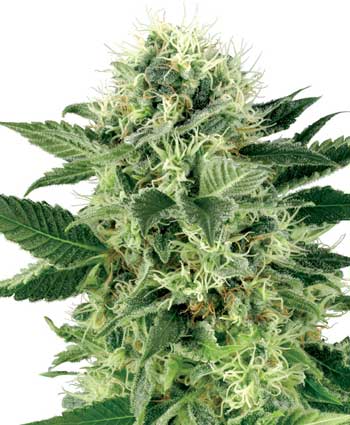 nl   10 feminised seeds wl